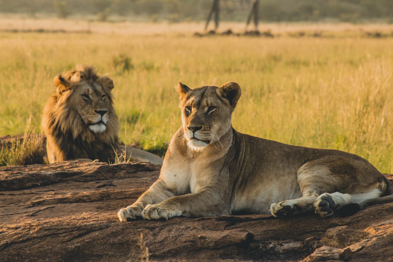 Maasai Mara - Image 1